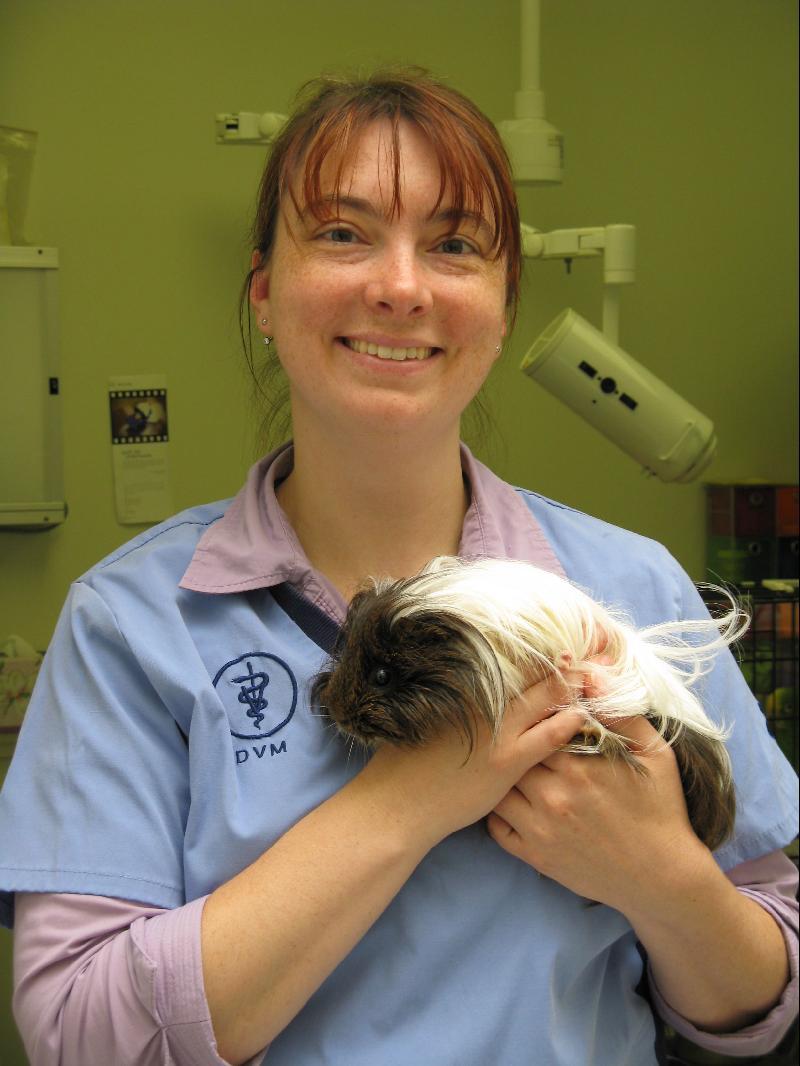 A team member with a brown and white long haired guinea pig