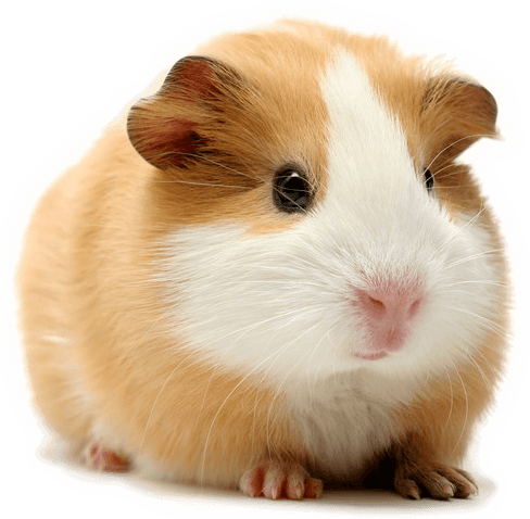 A tan and white guinea pig