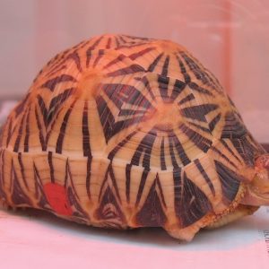 A radiated tortoise enjoying his corn snack under a heat lamp
