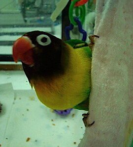 A yellow and green lovebird named luci