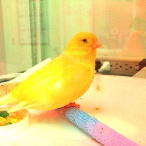 A yellow canary named tweety sitting on a perch in his cage