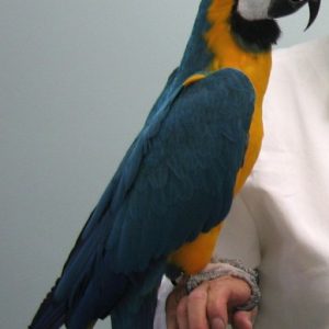 Rocqui is a 15 year old Blue and Gold Macaw belonging to our very own Dr. Dustin!