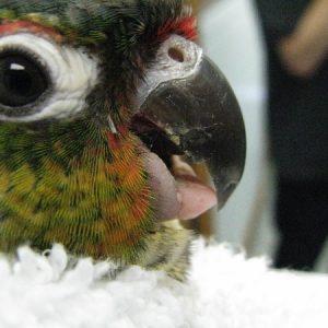 A close up of a green cheeck conure with a prosthesis on his lower beak