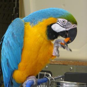 A blue and Gold macaw enjoying a snack while boarding at BABEH