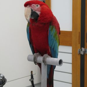 A red, green and blue green winged macaw named rico