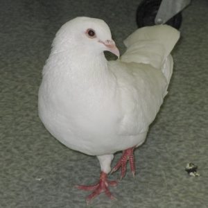 An all white king pigeon named Wendell