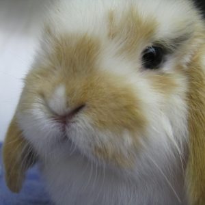 A fuzzy brown and white bunny