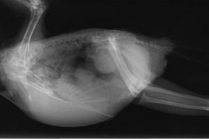 A side view x-ray of a bird