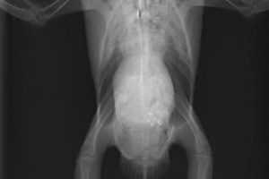 An x-ray of a bird