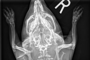 An x-ray of a guinea pig