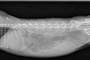An x-ray of an animal