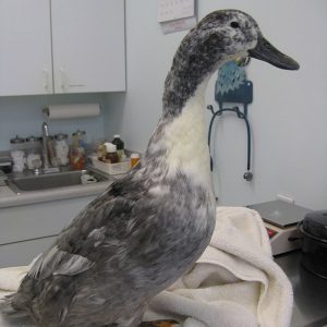 A very regal grey and white duck sitting on the exam table