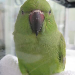 A green bird with a reddish beak sitting in his glass cage