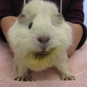 A white guinea pig has six does