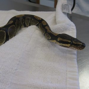 A ball python laying on a while towel in the office