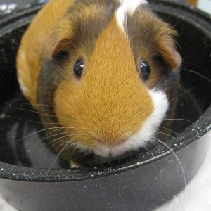 An orange, black and white Guinea pig sitting in a black bowl