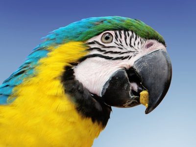 A colorful yellow, blue and green parrot eating a yummy bird pellet