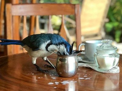 A blue jay bird drinking the creamer from a cup on a restaurant table