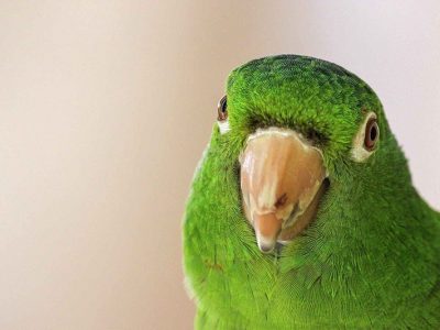 A green bird looking at the camera