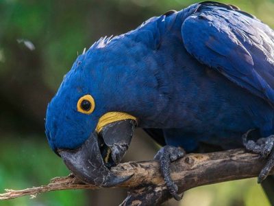 A blue parrot. with yellow all around his eyes and mouth biting a stick