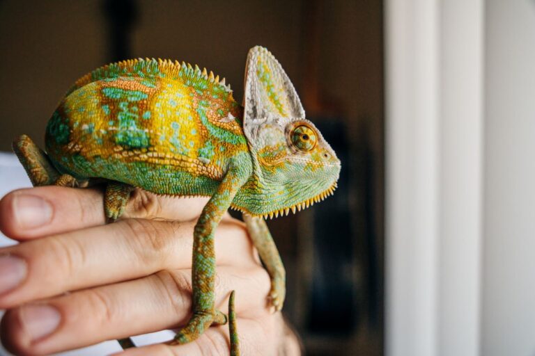 Image showcasing Reptile Health: Identifying and Preventing Common Issues